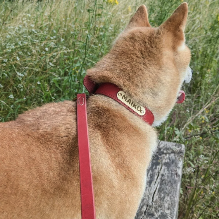 Chien portant un collier de luxe rouge classique avec plaque d'identification intégrée pour graver le nom de votre chien et son numéro de contact personnel.
